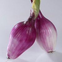 Cipolle